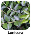 Lonicera